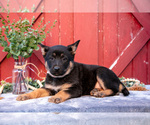 Small Photo #7 German Shepherd Dog Puppy For Sale in GREENWICH, OH, USA