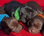 Small Photo #14 Boykin Spaniel-Goldendoodle Mix Puppy For Sale in MORGANTON, NC, USA