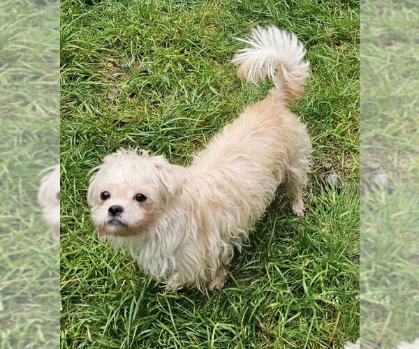 Medium Photo #4 ShiChi Puppy For Sale in Olalla, WA, USA