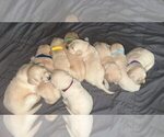 Small #14 English Cream Golden Retriever-Golden Retriever Mix