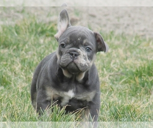 French Bulldog Dog for Adoption in BOSTON, Massachusetts USA