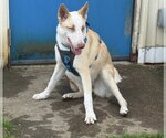 Small #6 Siberian Husky Mix