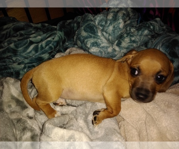 Medium Photo #1 Chiweenie Puppy For Sale in VANCOUVER, WA, USA
