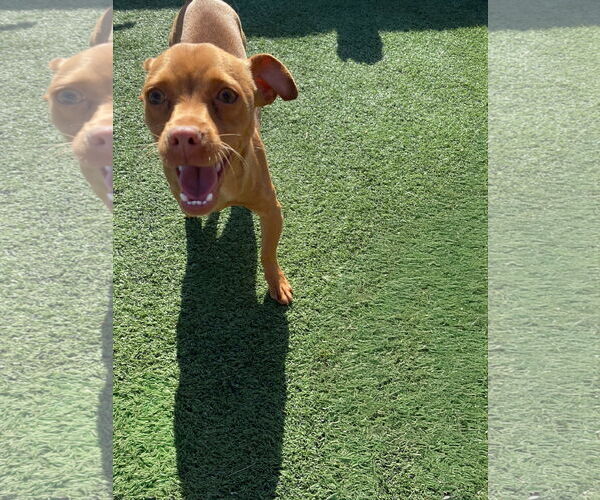 Medium Photo #3 Chihuahua-Unknown Mix Puppy For Sale in La Verne, CA, USA