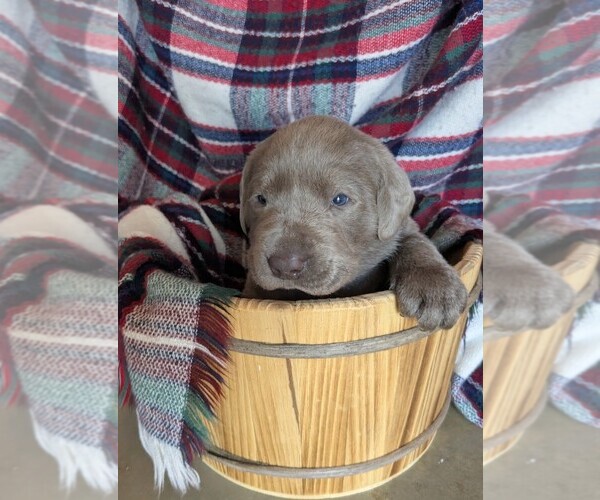 Medium Photo #3 Labrador Retriever Puppy For Sale in PALMYRA, VA, USA