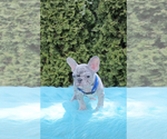 Small #1 French Bulldog