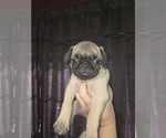 Small #2 Pug