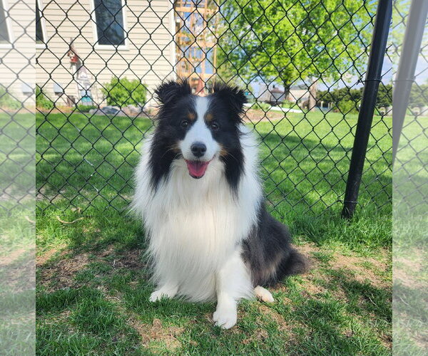 Medium Photo #1 Mutt Puppy For Sale in Fargo, ND, USA