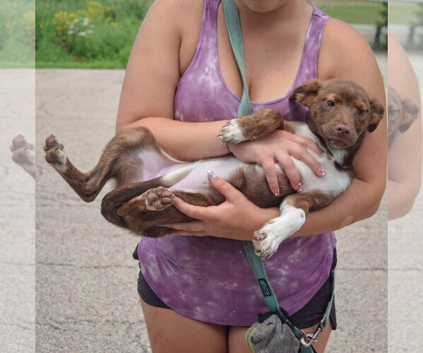 Medium Photo #4 Australian Shepherd-Unknown Mix Puppy For Sale in Huntley, IL, USA