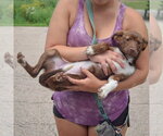 Small #3 Australian Shepherd Mix
