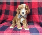 Small #4 Cavapoo