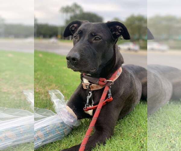Medium Photo #5 Labrador Retriever-Unknown Mix Puppy For Sale in San Diego, CA, USA