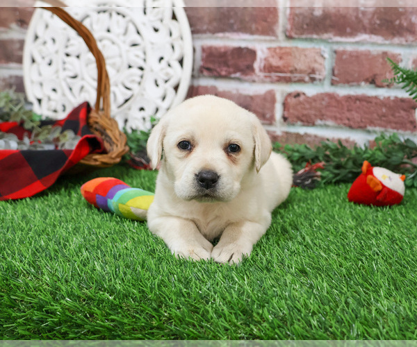 Medium Photo #2 Labrador Retriever Puppy For Sale in SYRACUSE, IN, USA