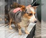 Small #8 Cardigan Welsh Corgi-Catahoula Leopard Dog Mix