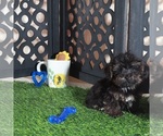 Small #3 Yorkipoo