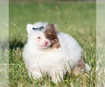 Puppy Boo Pomeranian