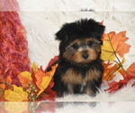 Small #4 Yorkshire Terrier