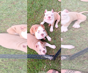 American Bully Puppy for sale in UNION, SC, USA