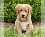 Small #3 Miniature Labradoodle