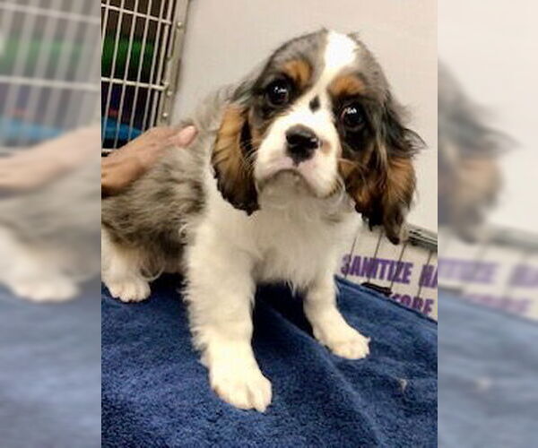 Medium Photo #2 Cavalier King Charles Spaniel Puppy For Sale in Lincolnwood, IL, USA