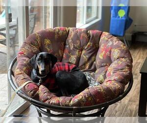 Doberman Pinscher Dogs for adoption in San Martin, CA, USA