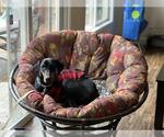 Small Doberman Pinscher
