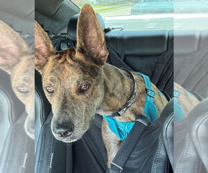 Catahoula Leopard Dog-Dutch Shepherd Mix Dogs for adoption in McKinney, TX, USA