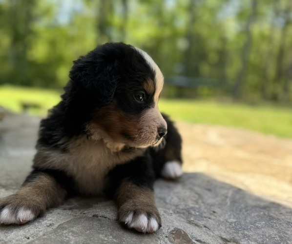 Medium Photo #1 Bernese Mountain Dog Puppy For Sale in LAWRENCEBURG, TN, USA