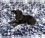 Small #1 Schnauzer (Miniature)