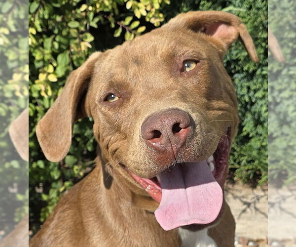 Medium Photo #1 American Staffordshire Terrier-Labrador Retriever Mix Puppy For Sale in Albuquerque, NM, USA