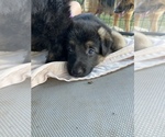 Small Photo #5 German Shepherd Dog Puppy For Sale in BOERNE, TX, USA