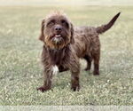 Small #6 Dachshund Mix