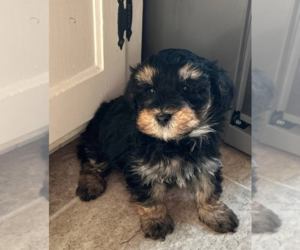 Bernedoodle (Miniature) Puppy for sale in MILWAUKEE, WI, USA