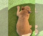 Small Photo #15 French Bulldog Puppy For Sale in PASO ROBLES, CA, USA
