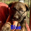 Small Photo #7 German Shepherd Dog Puppy For Sale in BROOKEVILLE, MD, USA