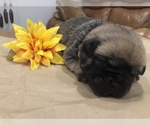American Lo-Sze Pugg-Jack Russell Terrier Mix Puppy for sale in GRAND JCT, CO, USA