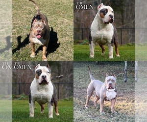Mother of the American Bully puppies born on 01/31/2024