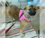 Small #1 Chihuahua Mix