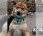 Small #3 Shiba Inu