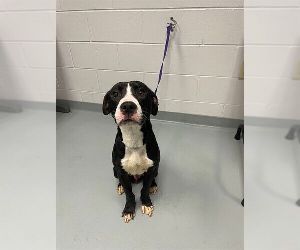 Medium Photo #1 Mutt Puppy For Sale in St. Cloud, FL, USA