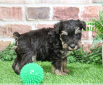 Small #1 Schnauzer (Miniature)