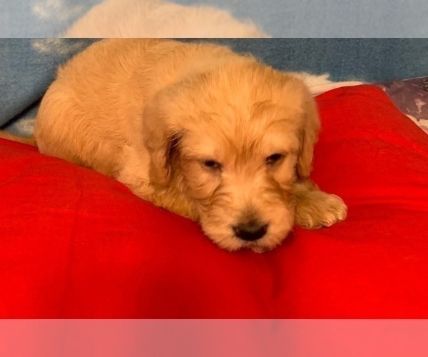 Medium Photo #6 Labradoodle Puppy For Sale in RALEIGH, NC, USA