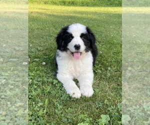 Australian Shepherd Puppy for sale in RANDOLPH, NY, USA