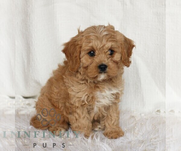 Medium Photo #2 Cavapoo (Miniature) Puppy For Sale in NARVON, PA, USA