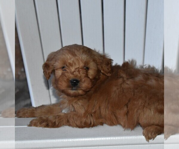 Medium Photo #2 Goldendoodle-Poodle (Miniature) Mix Puppy For Sale in MIFFLINTOWN, PA, USA