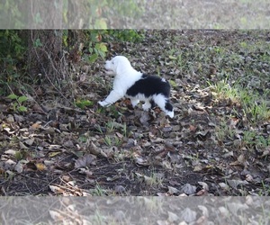 Old English Sheepdog Puppy for Sale in FAIR GROVE, Missouri USA