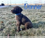 Small Photo #1 Lab-Pointer-Labrador Retriever Mix Puppy For Sale in WEST POINT, UT, USA