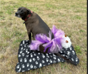 Mother of the Labrador Retriever puppies born on 04/28/2025