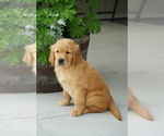 Puppy 2 Golden Retriever