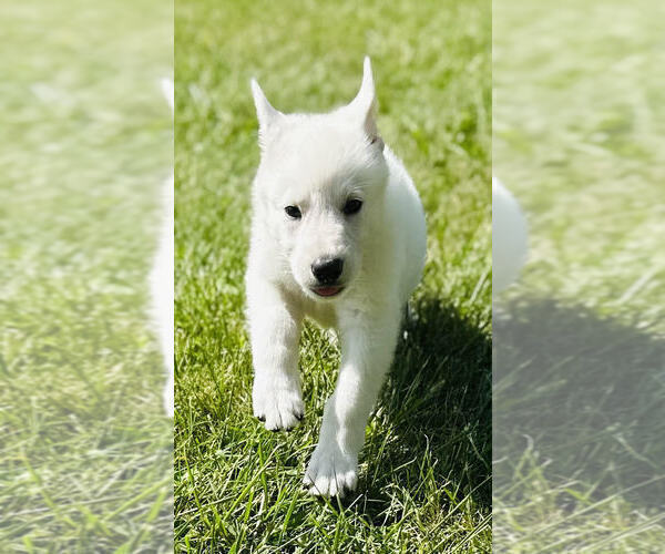 Medium Photo #4 German Shepherd Dog Puppy For Sale in CARDINGTON, OH, USA